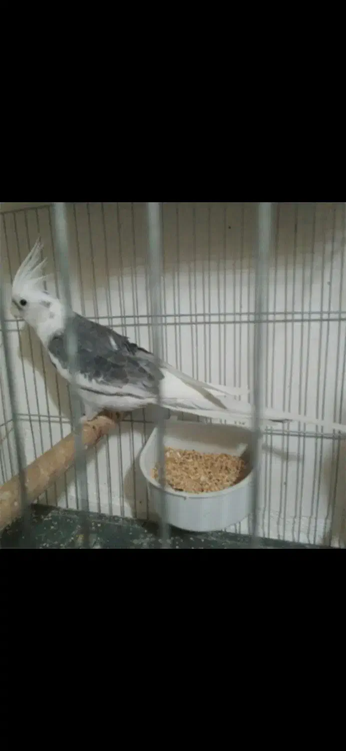 فروش انواع طوطی  عروس هلندی از نژاد های مختلف|پرنده|قروه, |دیوار