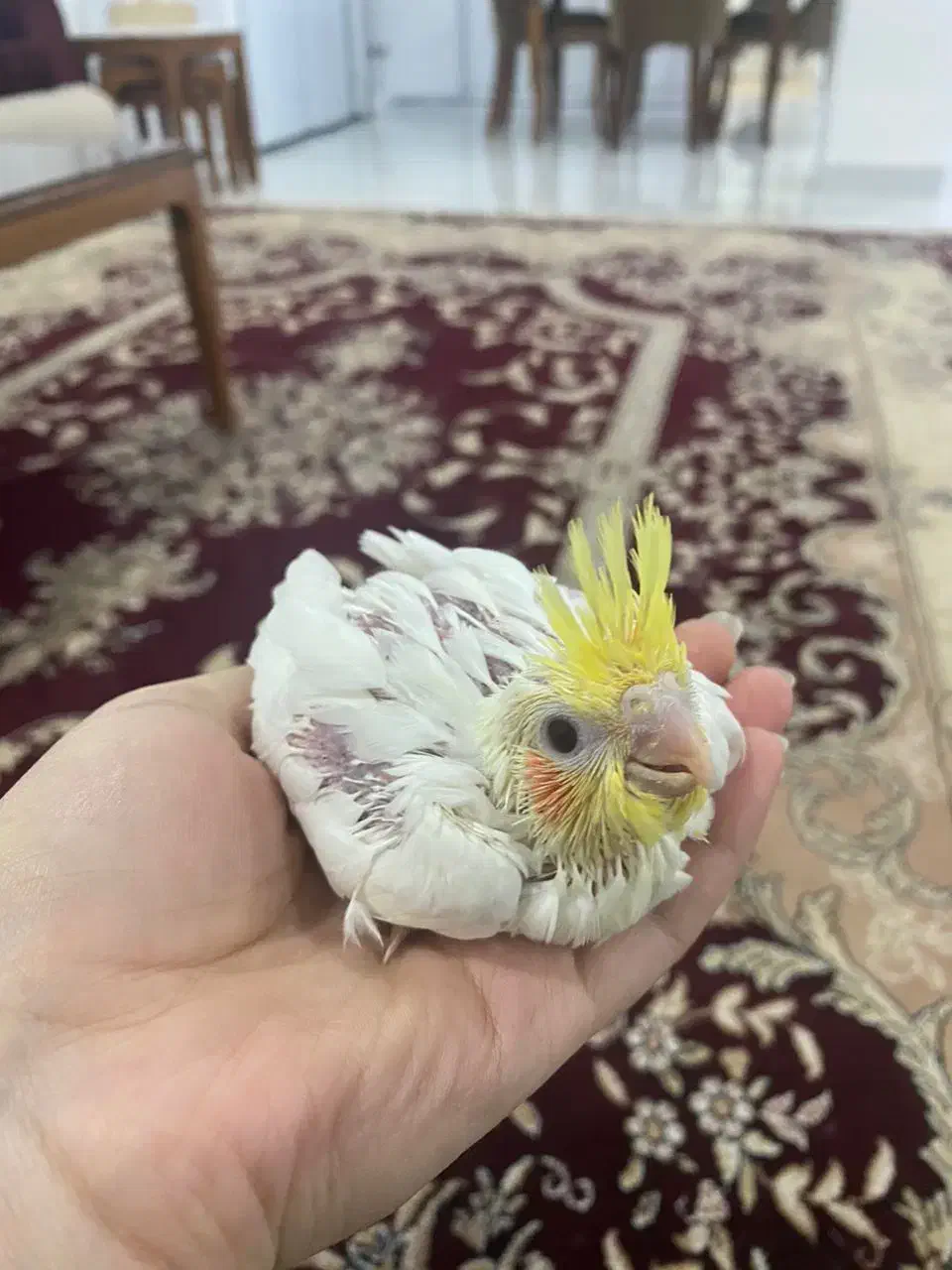 عروس هلندی|پرنده|برازجان, |دیوار