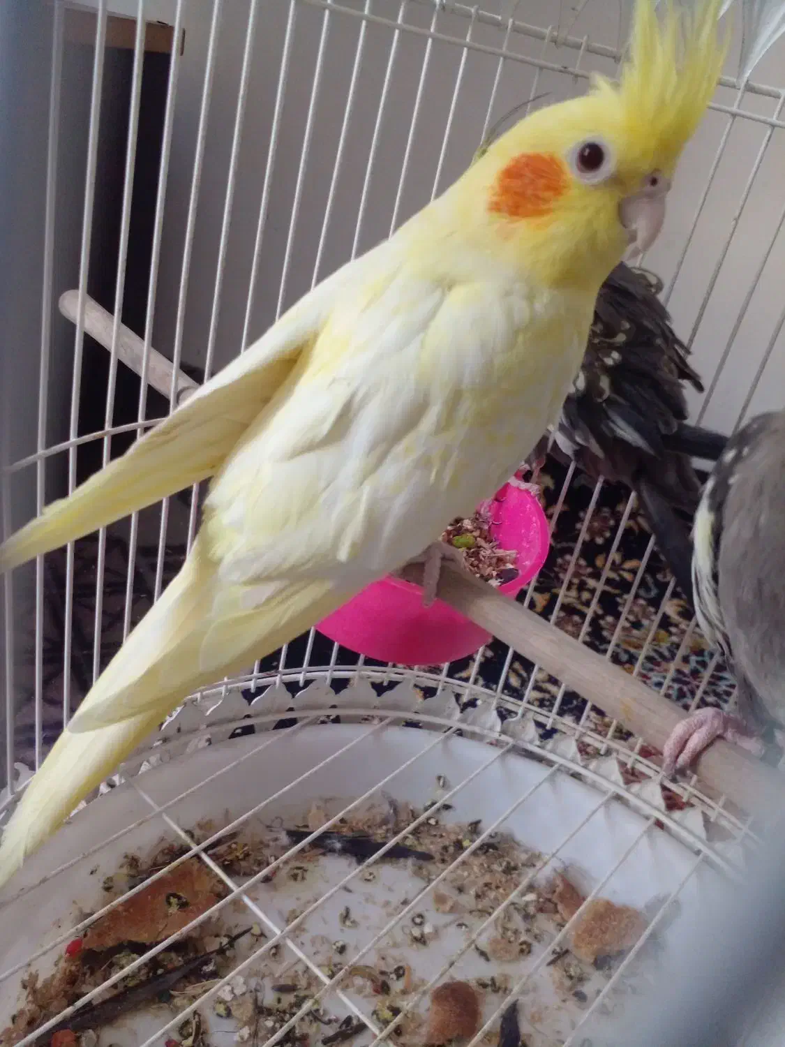 عروس هلندی سالم موقعیت سرایان سه ۴ ۱۸۰۰|پرنده|فردوس (خراسان), |دیوار