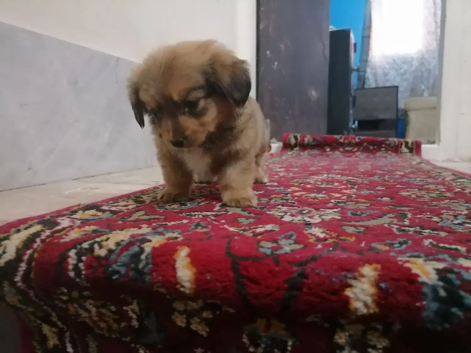 سگ جیبی|سگ|قم, اسمعیل آباد|دیوار