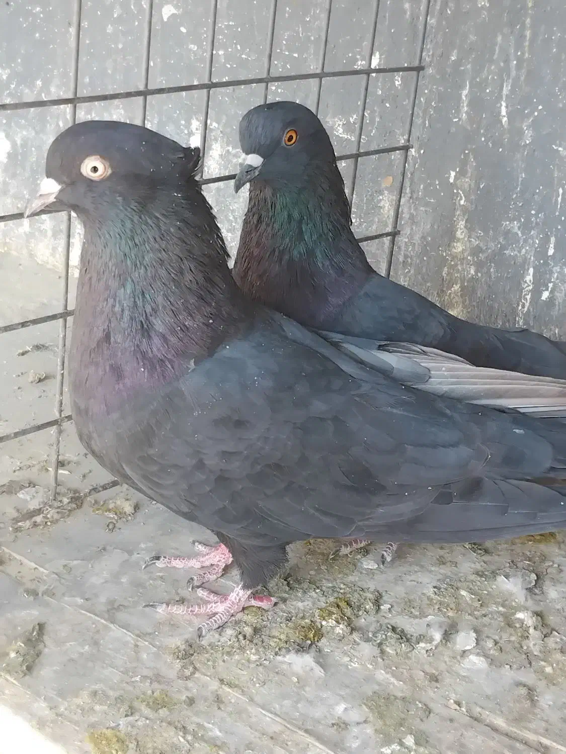 کبوتر ابادانی|پرنده|محمدشهر, جعفرآباد|دیوار