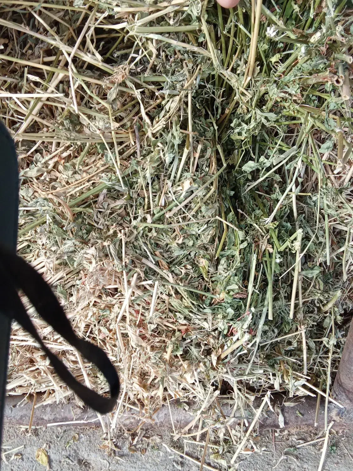 علف بونجه|لوازم جانبی حیوانات|قصابه, |دیوار