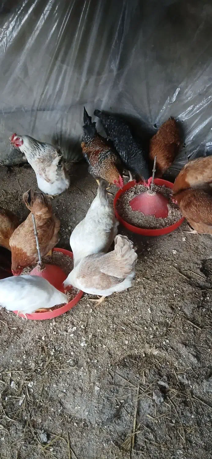 مرغ تخم گذار|حیوانات مزرعه|اطاقور, |دیوار