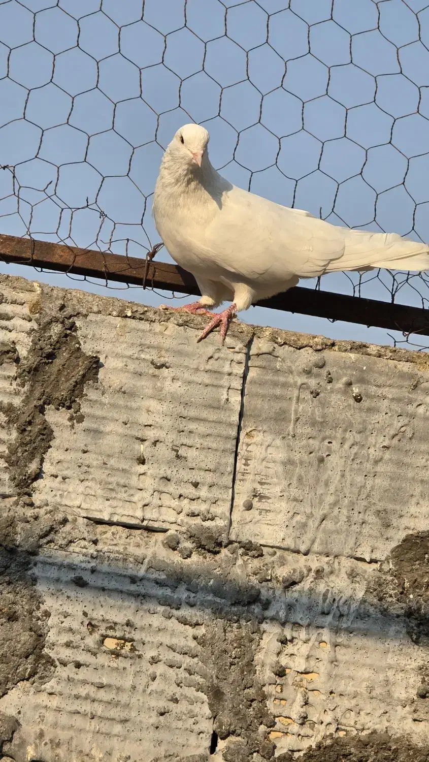 کبوتر جفت کنی|پرنده|بندرعباس, |دیوار