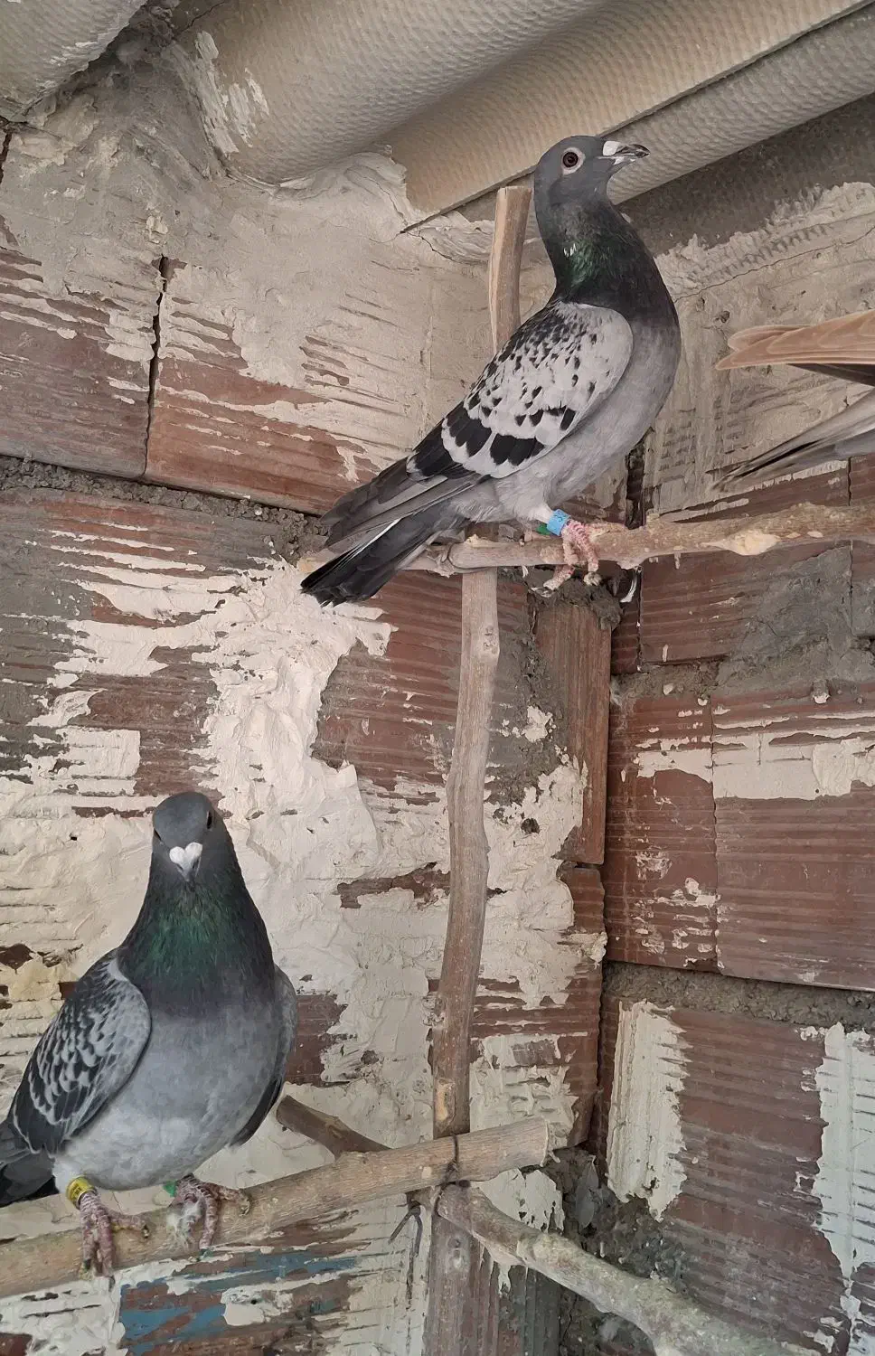 سبز کبوتر|حیوانات|بجنورد, |دیوار