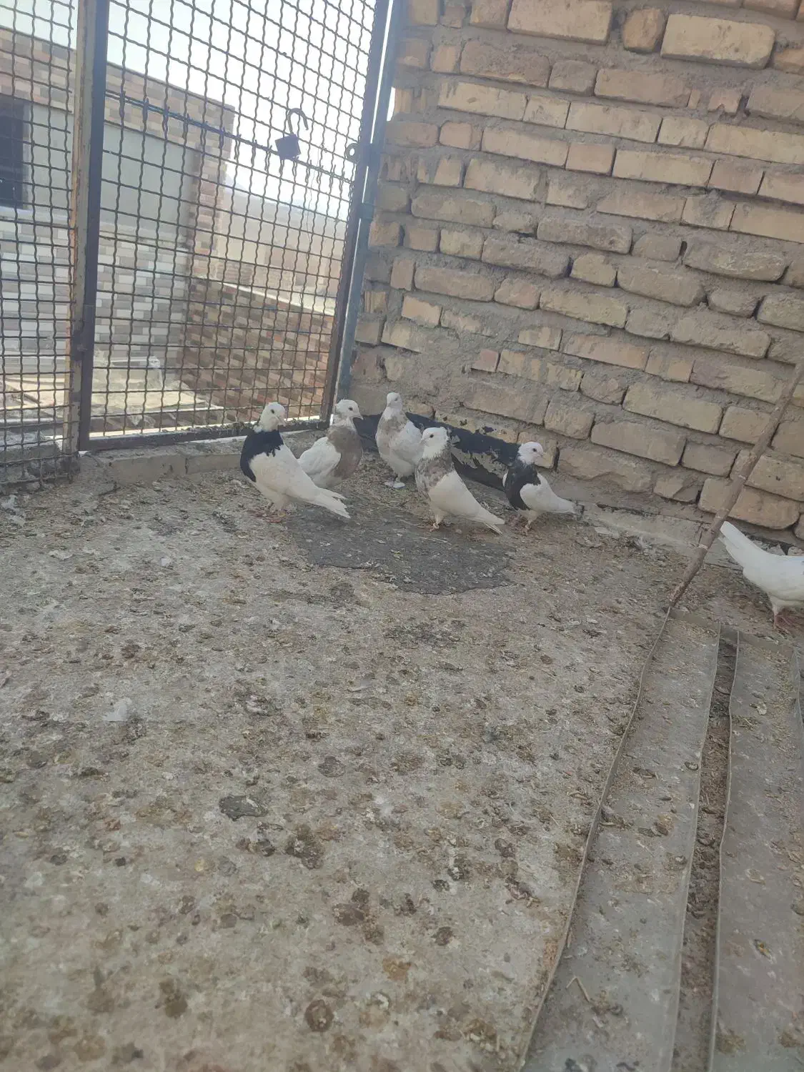 طوقی.نقش.کبوتر.کفتر|پرنده|دهاقان, |دیوار