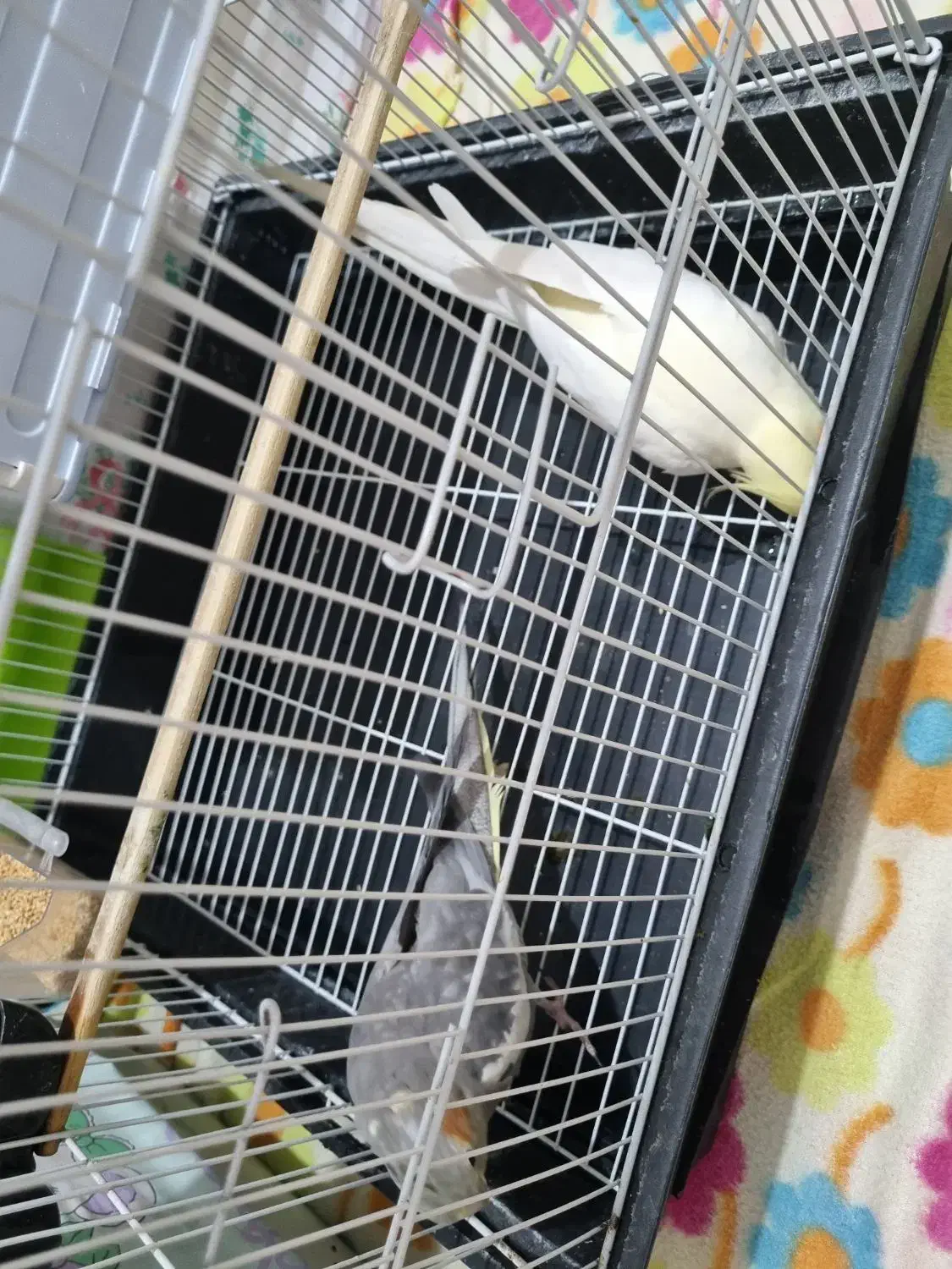 عروس هلندی|پرنده|شهریار, شهریار|دیوار