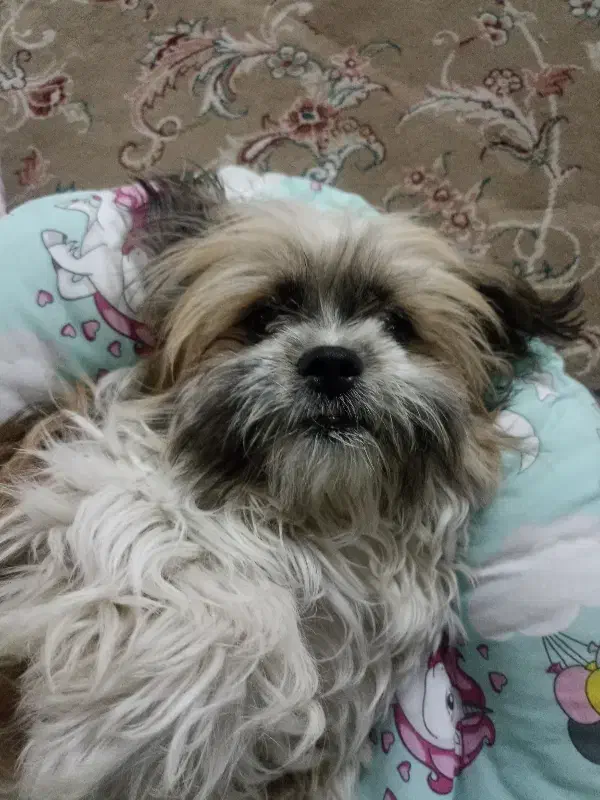 سگ شیتزو|سگ|مشهد, امیریه|دیوار