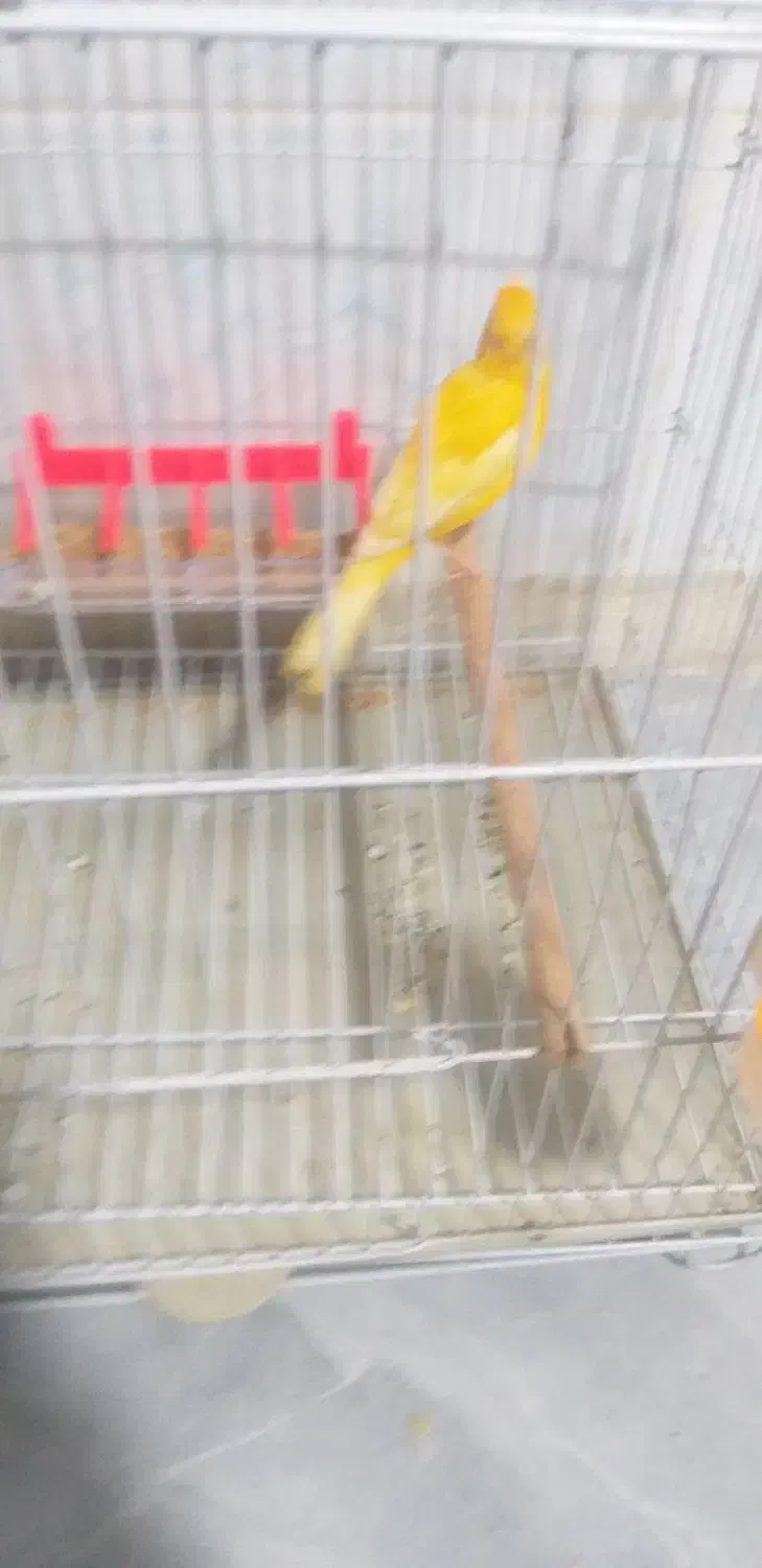 قناری ماده|پرنده|امیدیه, |دیوار