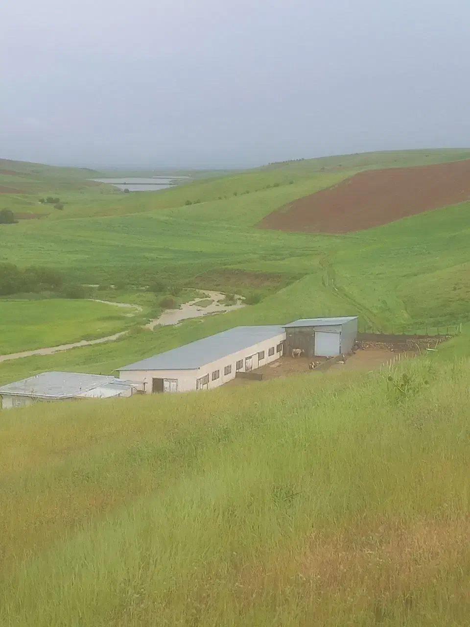 گاوداری|فروش دفتر صنعتی، کشاورزی، تجاری|روانسر, |دیوار