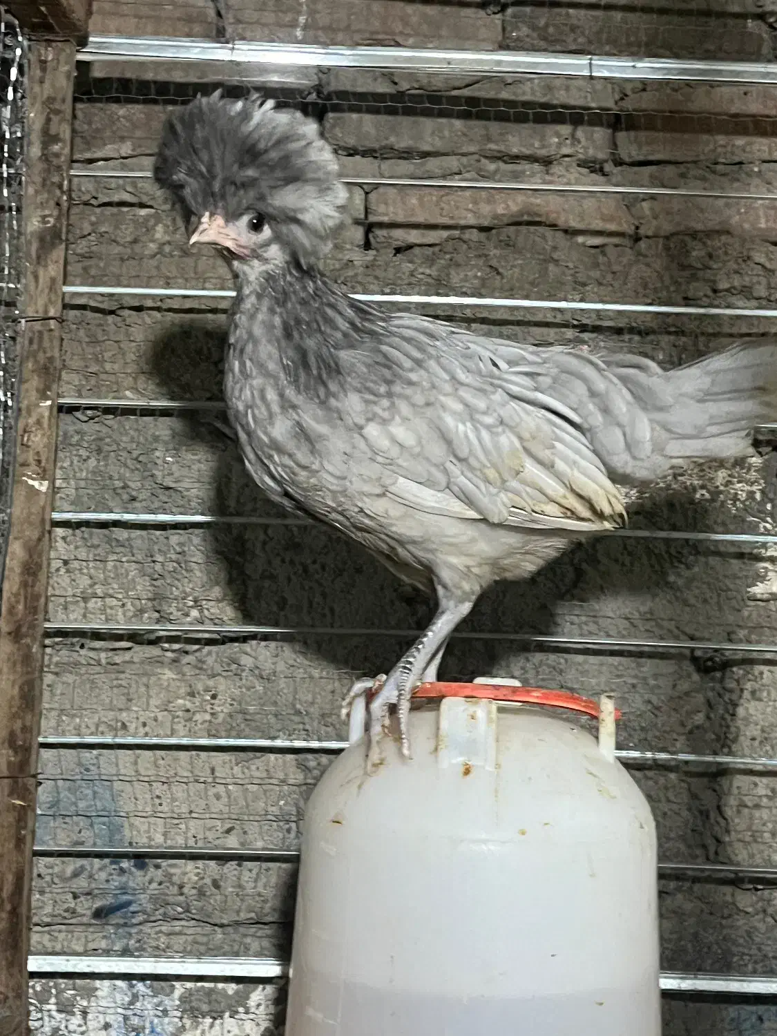 فروشش فوری لهستانی|حیوانات مزرعه|قائم‌شهر, |دیوار