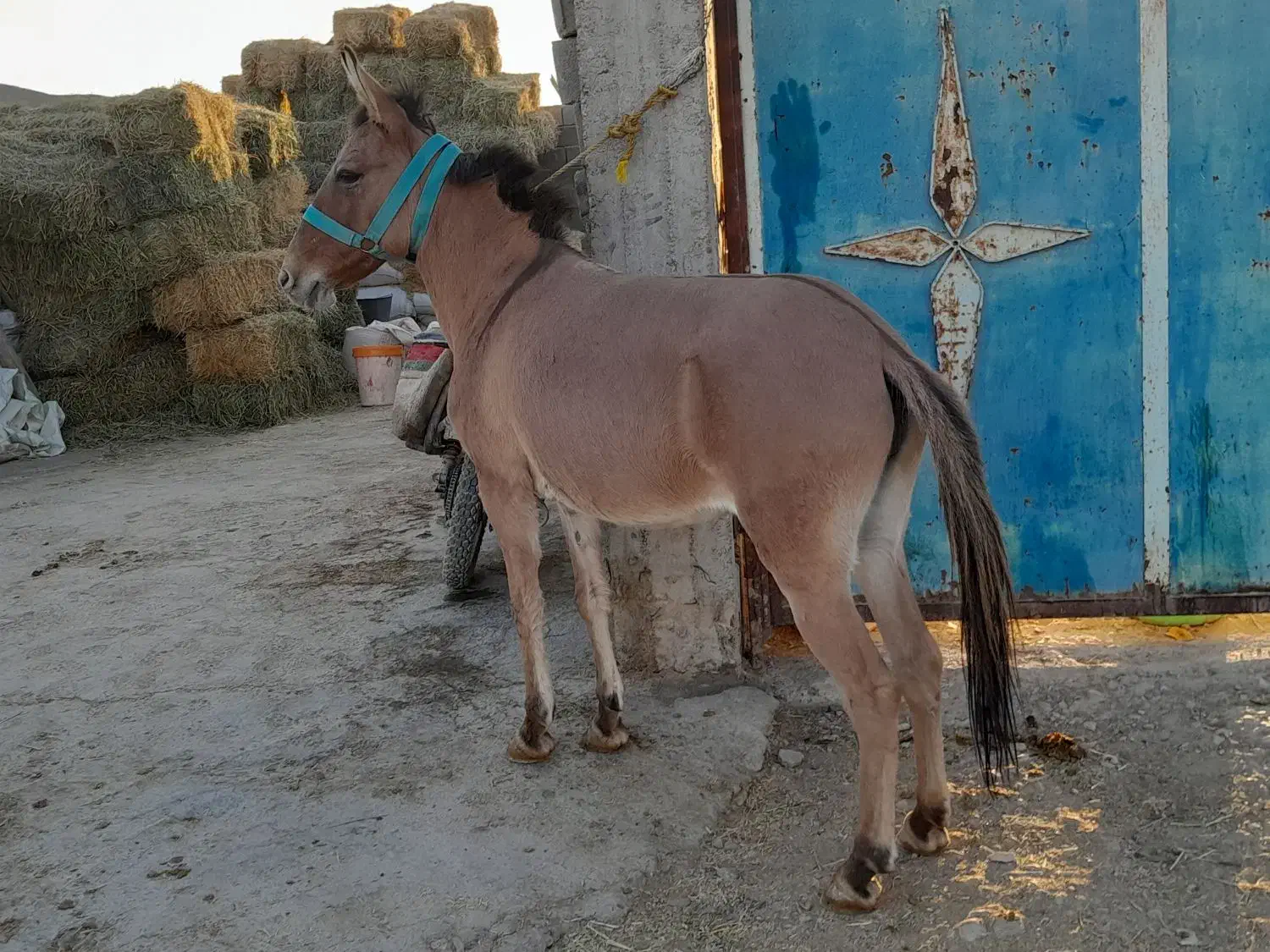 یک راس قاطرماچه جوان سرحال سواری وباری  بسیار اصیل|حیوانات مزرعه|شیراز, شریف‌آباد|دیوار
