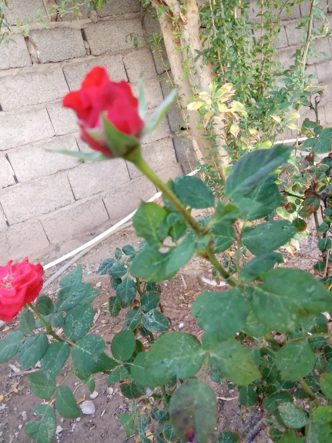 گلدان گل|گل و گیاه طبیعی|بم, |دیوار