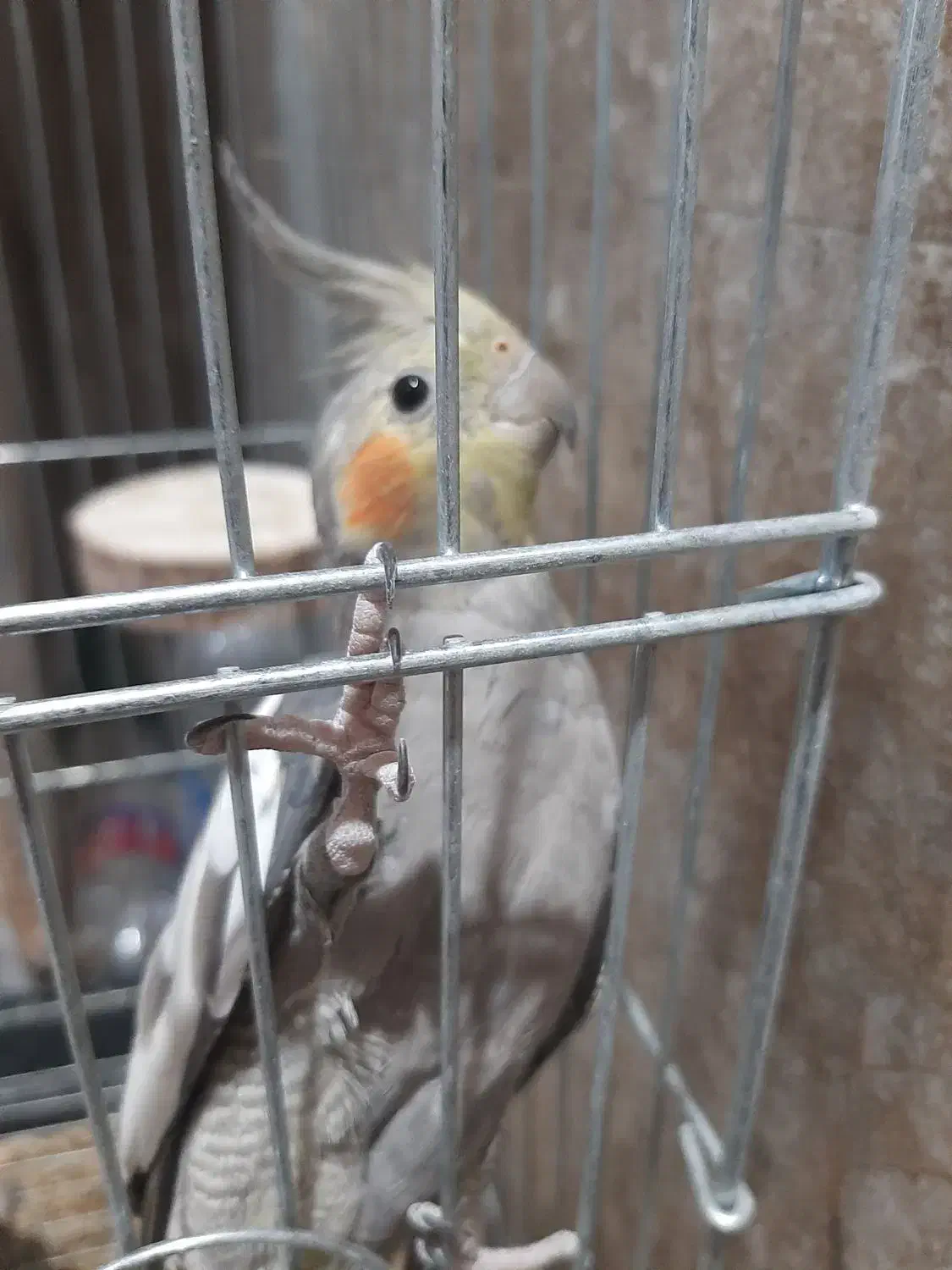 عروس هلندی|پرنده|تهران, هوانیروز|دیوار