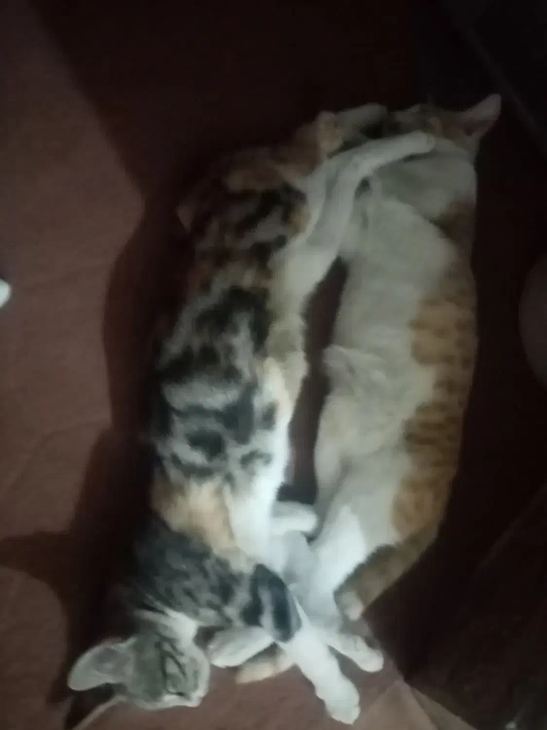 واگذاری رایگان بچه گربه اهلی خانگی گنبد کاووس|گربه|گنبد کاووس, |دیوار