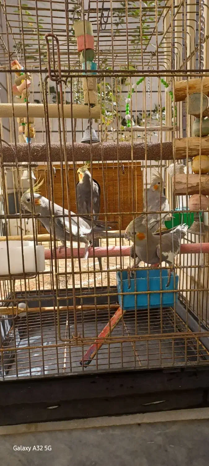 عروس هلندی.تخم گذار|پرنده|تبریز, |دیوار