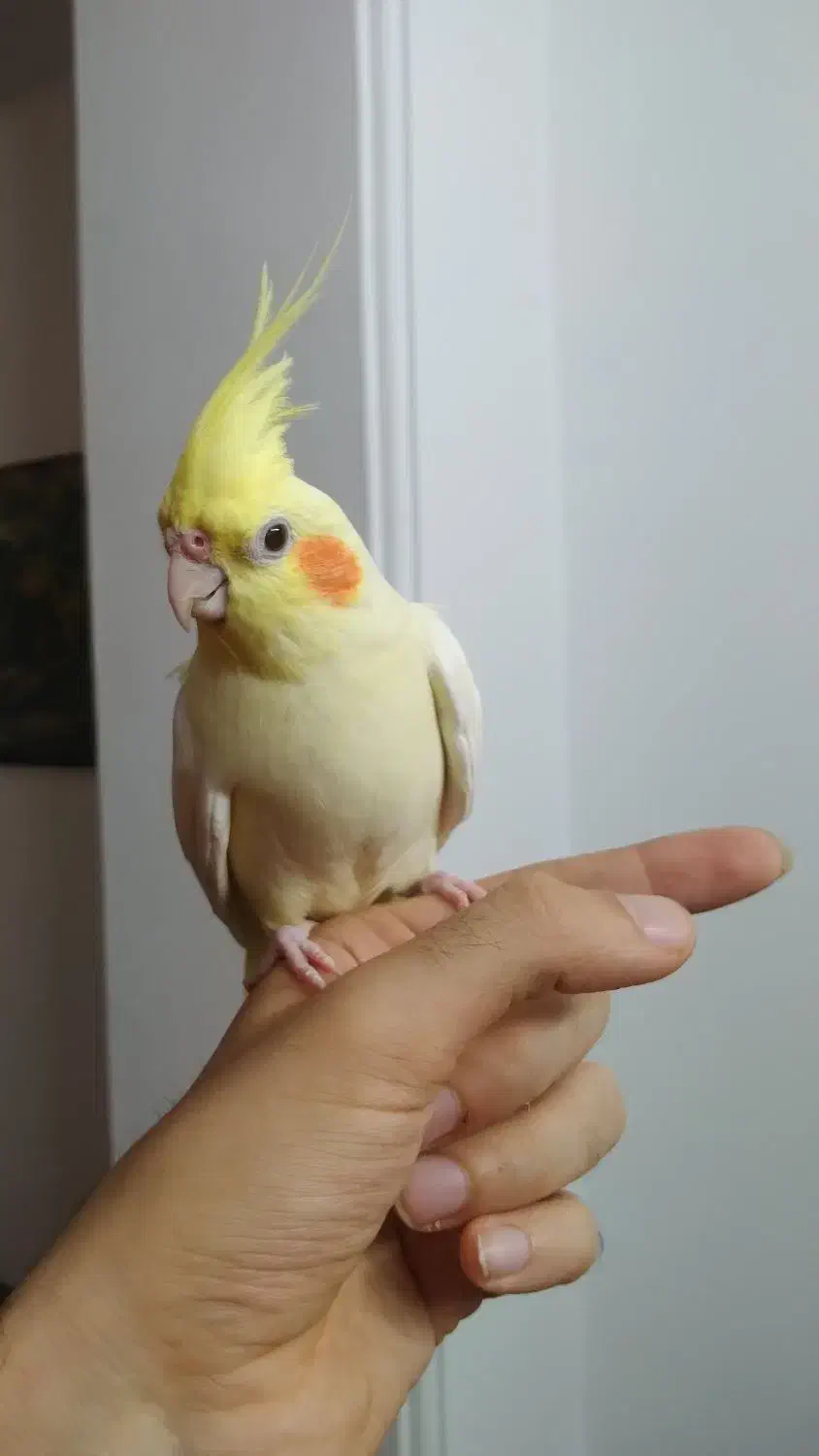 طوطی عروس هلندی های سخنگو و چلوندنی و اموزش دیده|پرنده|قائمشهر, |دیوار