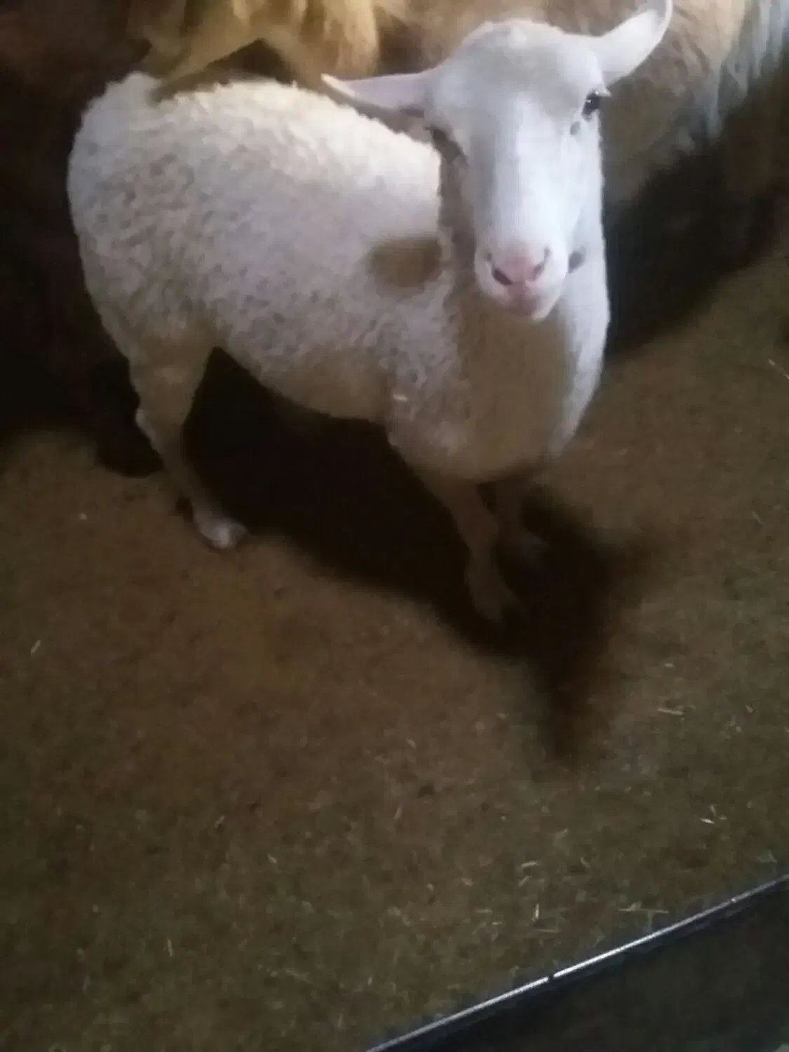 میش لاکن ابستن دوتا و جفت بز خونگی مورسیا|حیوانات مزرعه|نائین, |دیوار