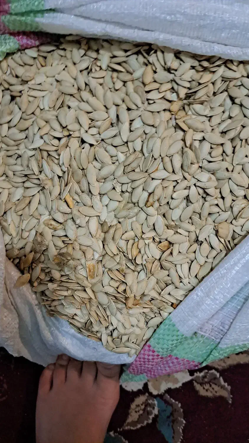 تخمه کدومشهدی|خوردنی و آشامیدنی|خان ببین, |دیوار