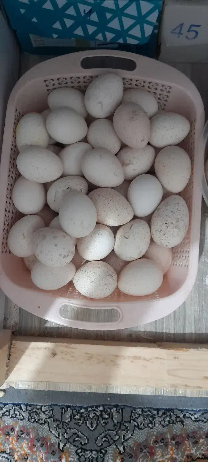 تخم بوقلمون بوربون و برنز|حیوانات مزرعه|باوی, |دیوار