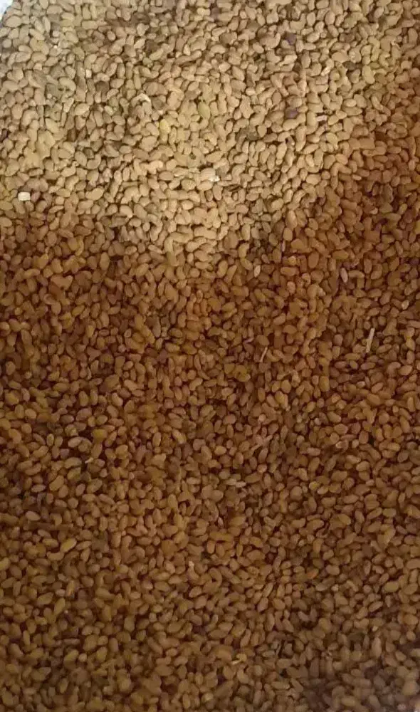 تخم ( بذر) یونجه|خدمات باغبانی و درختکاری|کوهرنگ, |دیوار