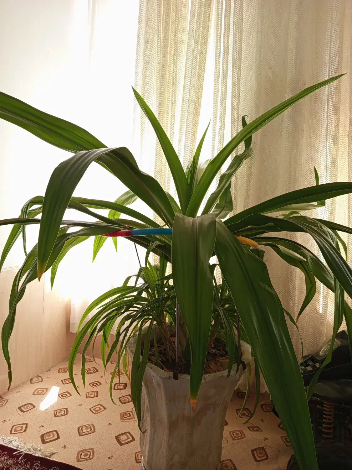 گل ذرتی|گل و گیاه طبیعی|فسا, |دیوار