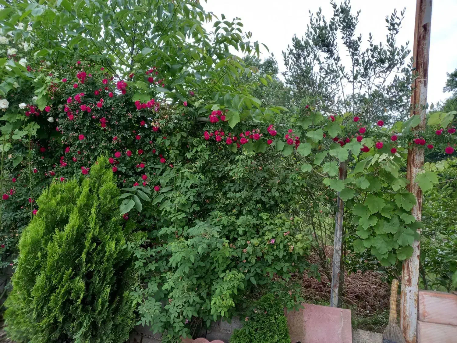 خانه ویلایی اجاره ای|اجارهٔ خانه و ویلا|پایین هولار, |دیوار