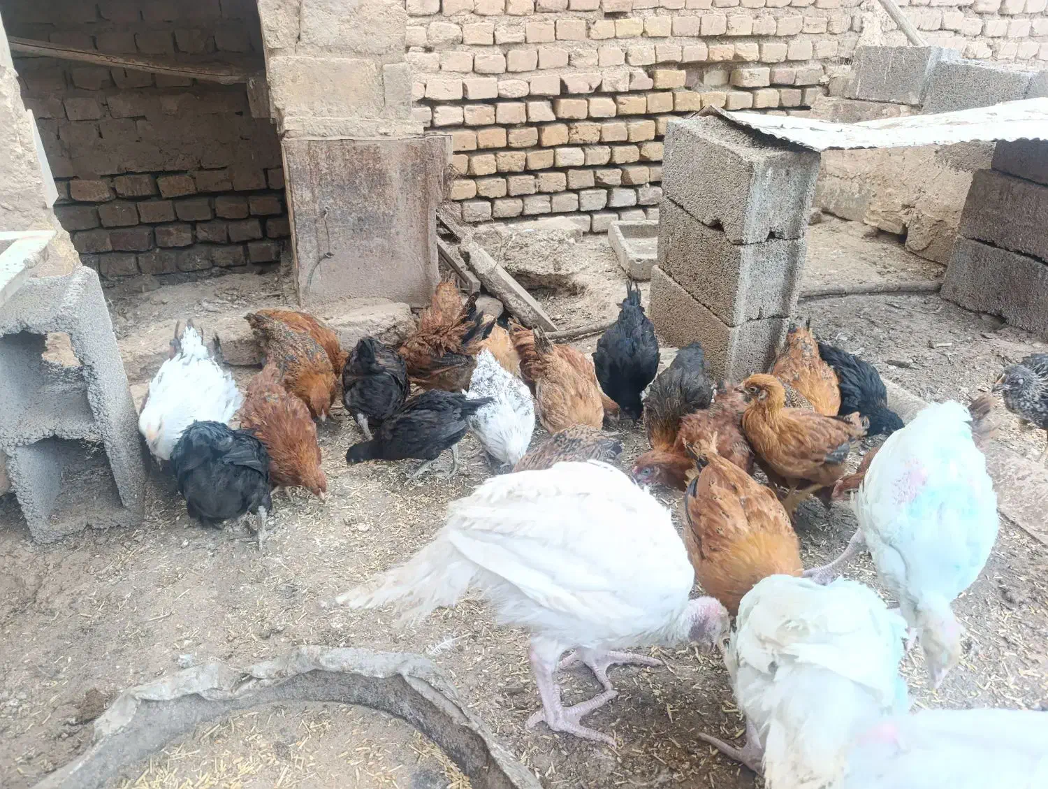 مرغ|حیوانات مزرعه|گناباد, |دیوار