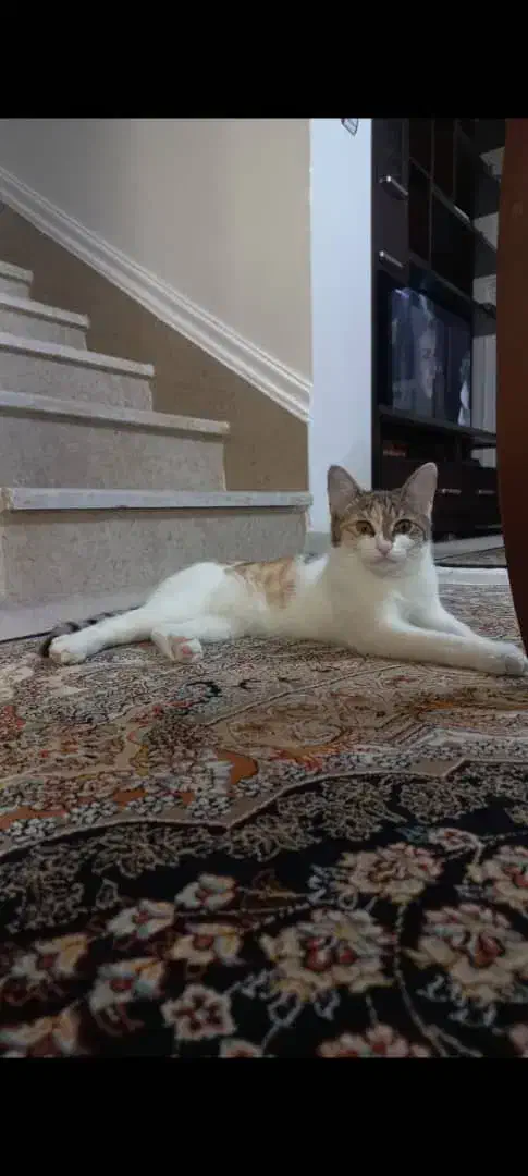 واگذاری گربه|گربه|شیراز, امام حسین|دیوار