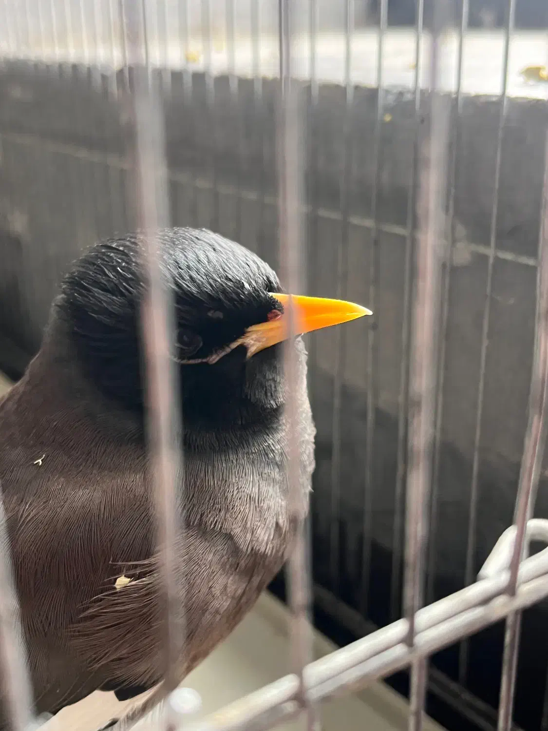 مرغ مینا|پرنده|فیروزآباد (فارس), |دیوار