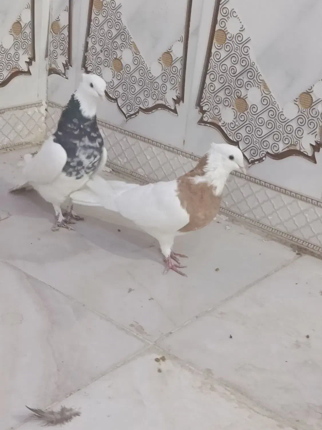 دو عدد طوقی گرفتنی صفت|پرنده|اهواز, فتح|دیوار