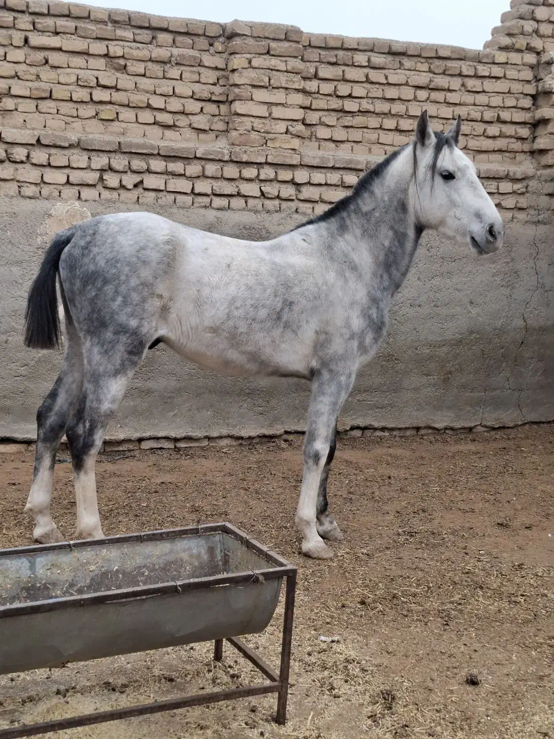 اسب و‌مادیان|اسب و تجهیزات اسب‌سواری|پیشوا, |دیوار