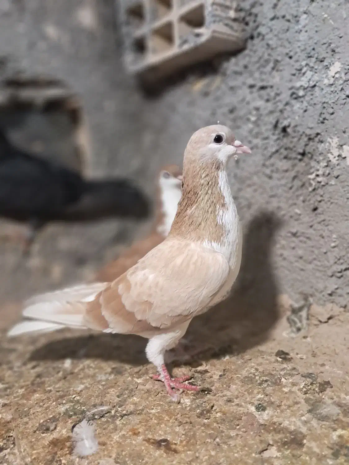 کله ای شهری|پرنده|بندر ماهشهر, |دیوار