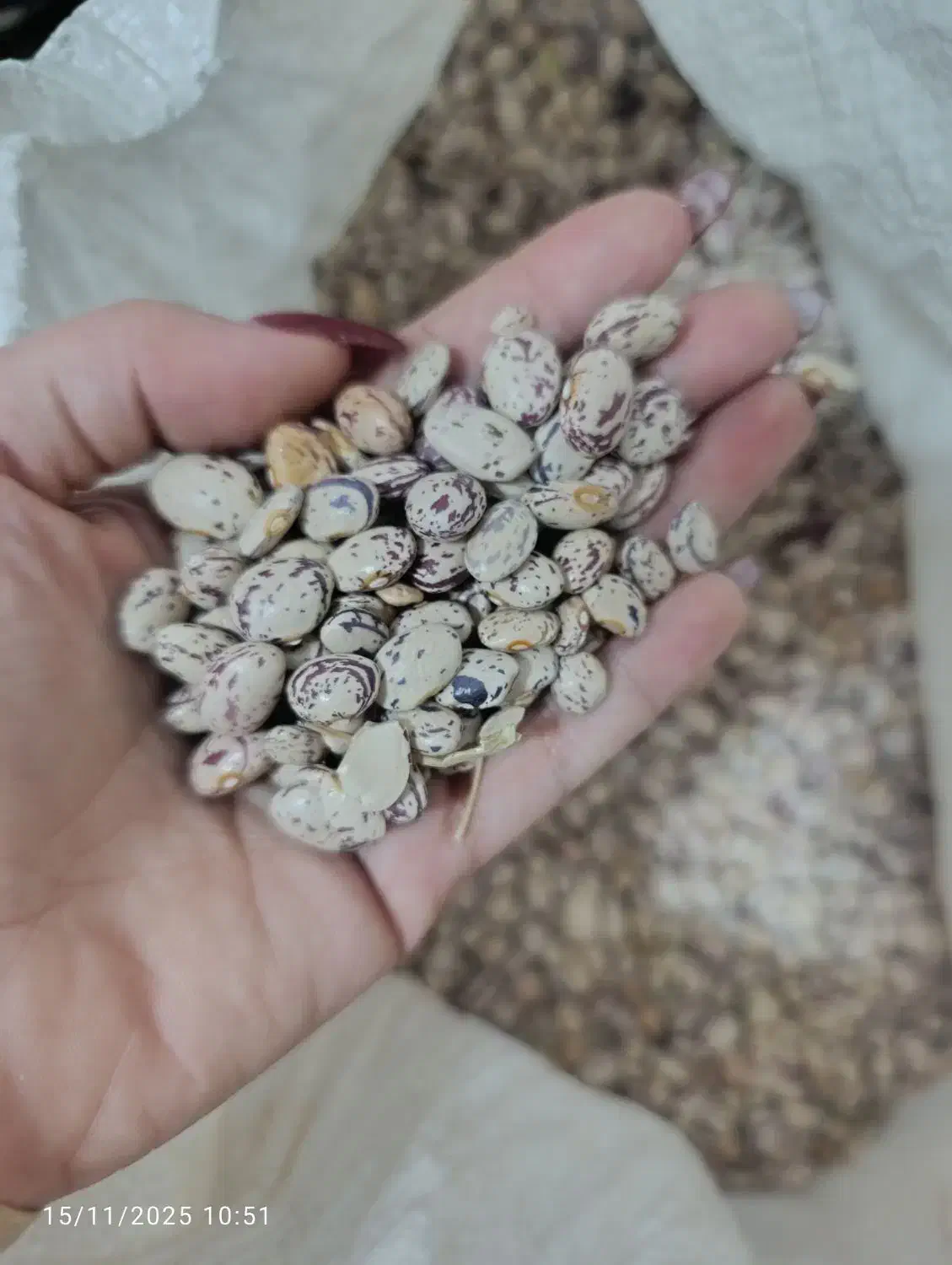 لوبیا|عمده‌فروشی|رشت, کوی امام رضا|دیوار