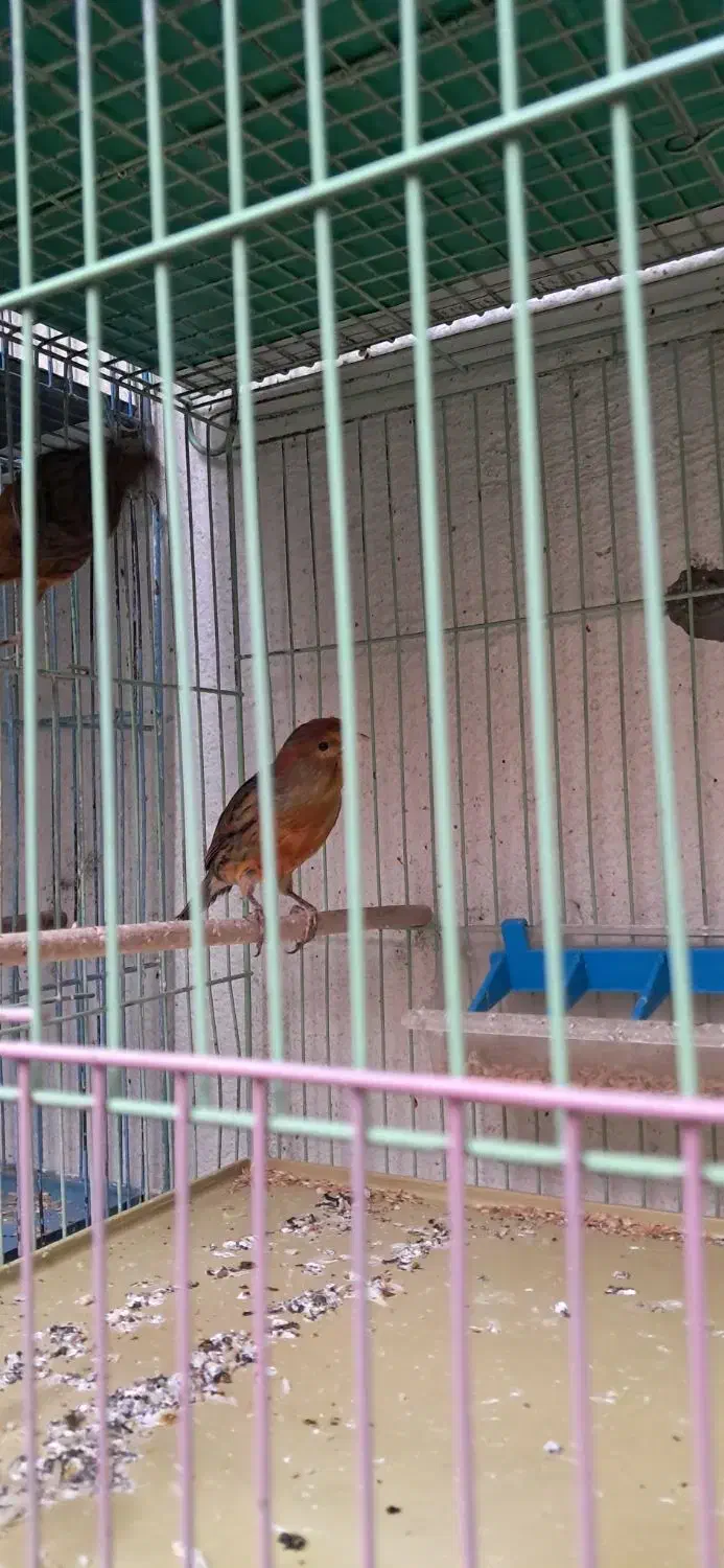 قناری فروش|پرنده|شاهین‌شهر, برخوار غرب|دیوار