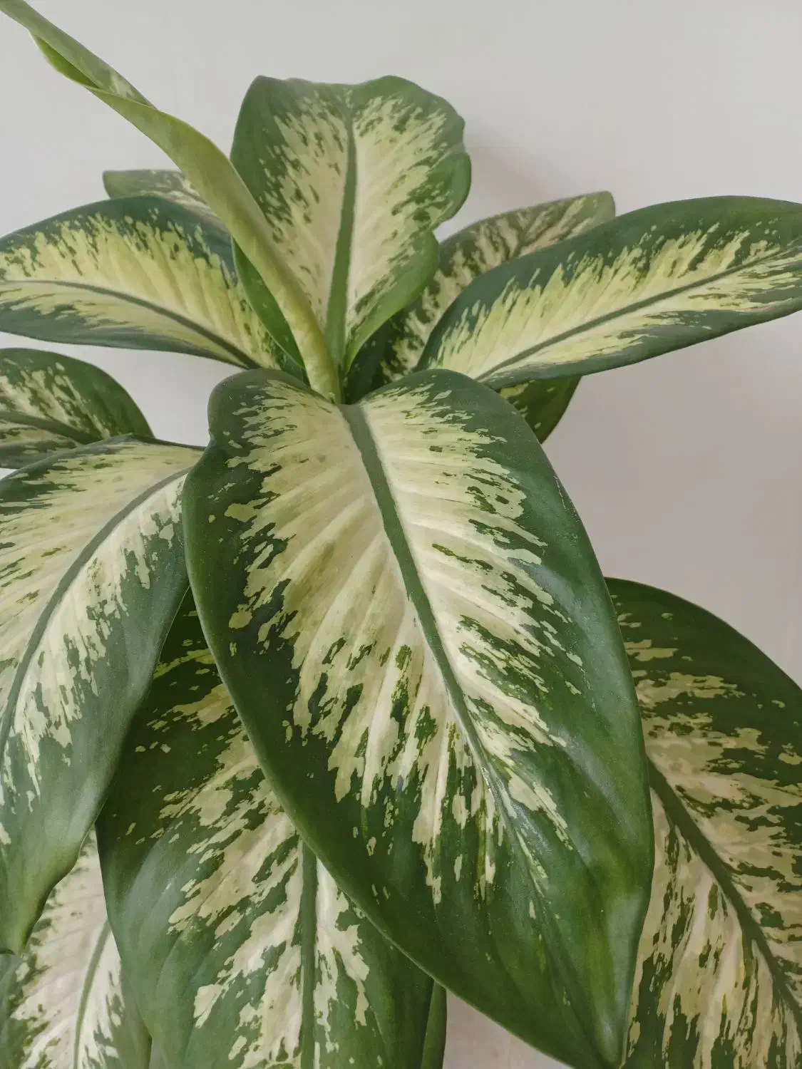 گل دیفن|گل و گیاه طبیعی|ایلام, |دیوار