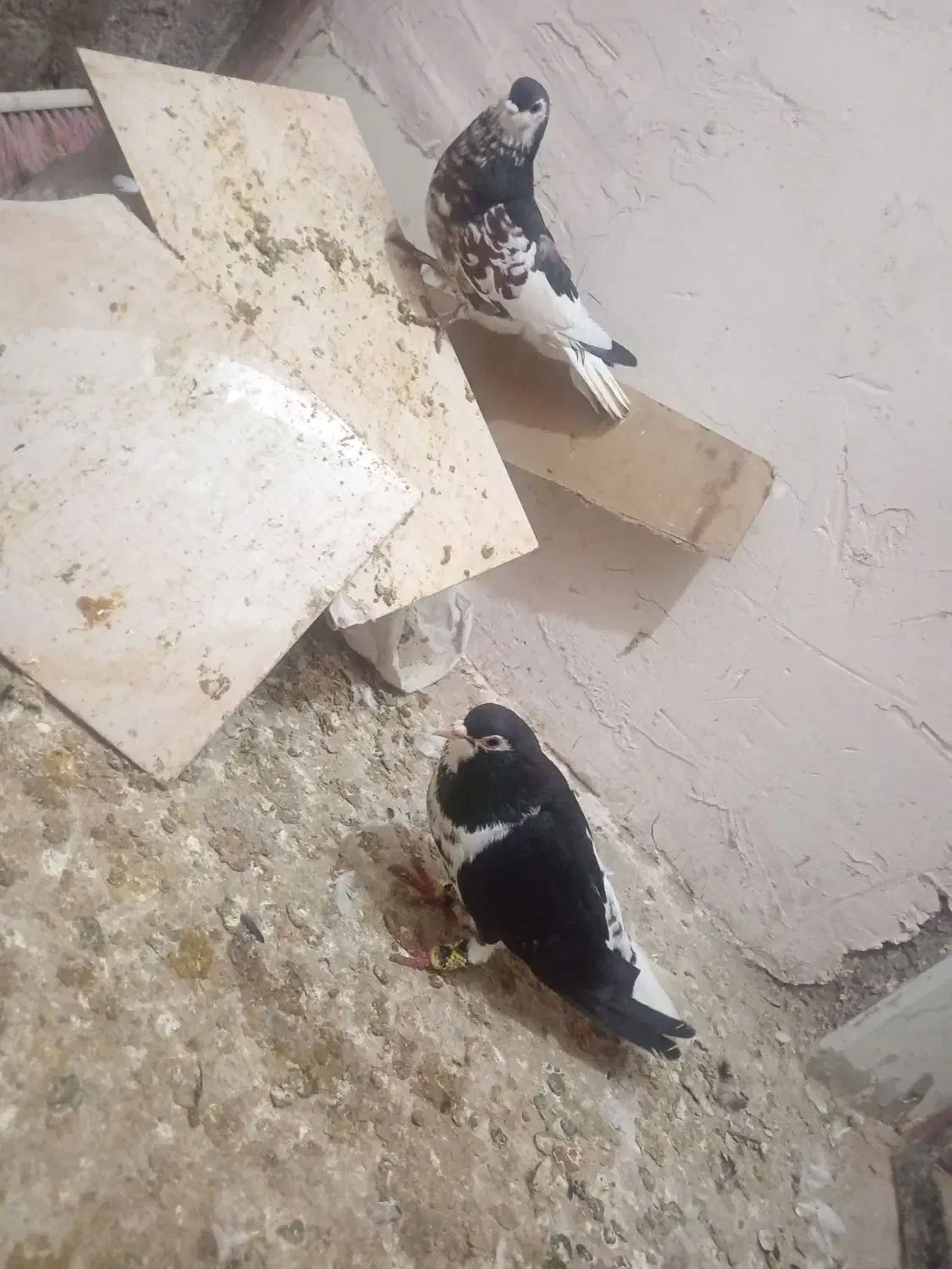 کفتر|پرنده|کاشمر, |دیوار