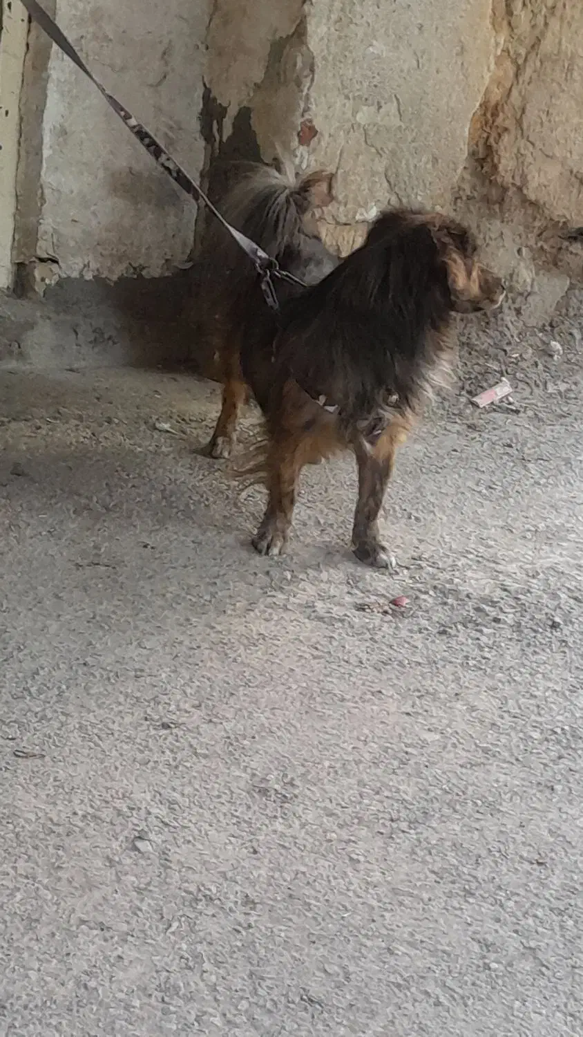 سگ پاپی|سگ|باغ بهادران, |دیوار