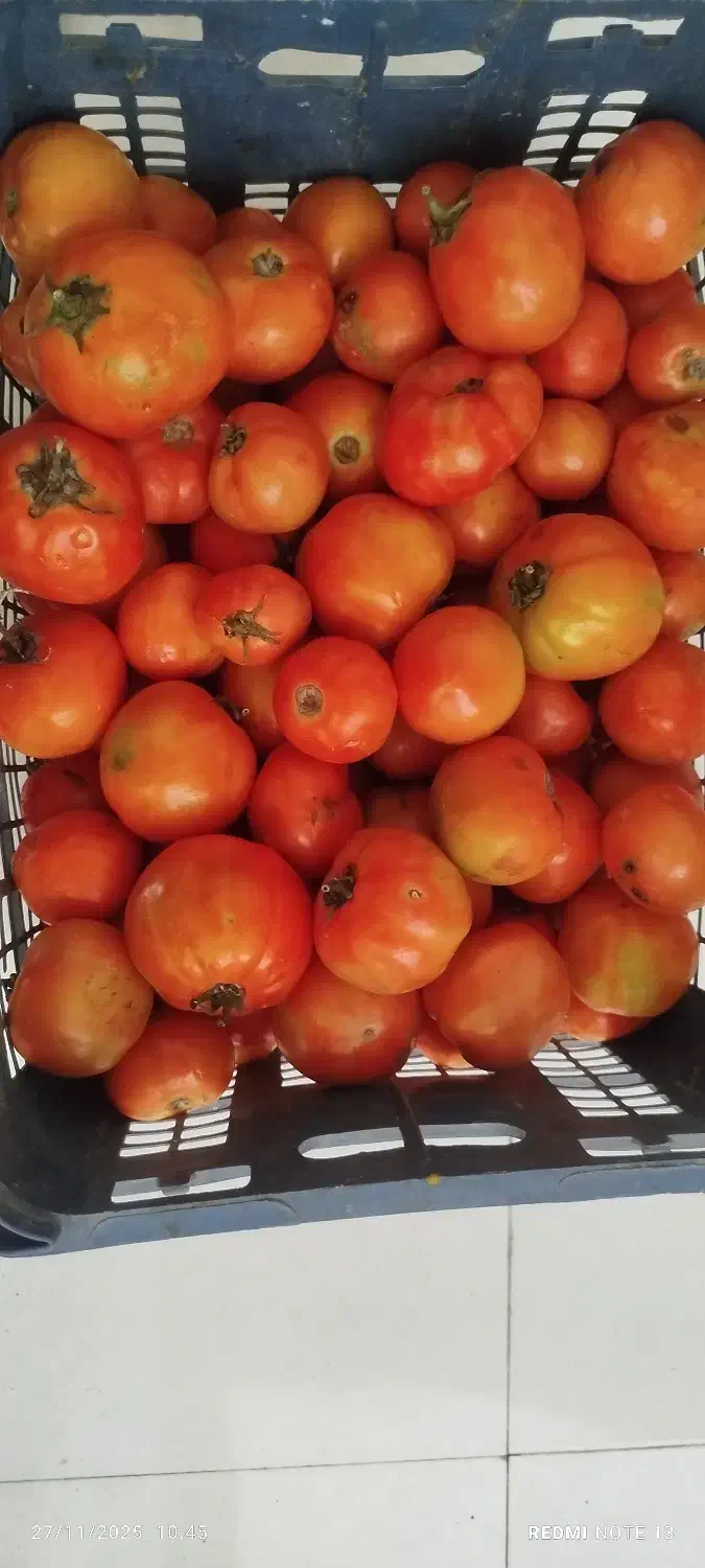 اجتماعی|حراج|تبریز, |دیوار