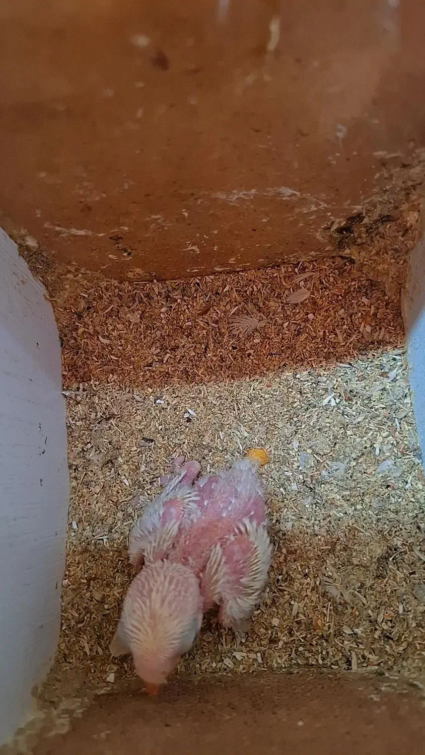 دوجفت طوطی برزیلی یا جوجه مولد|پرنده|آبادان, |دیوار