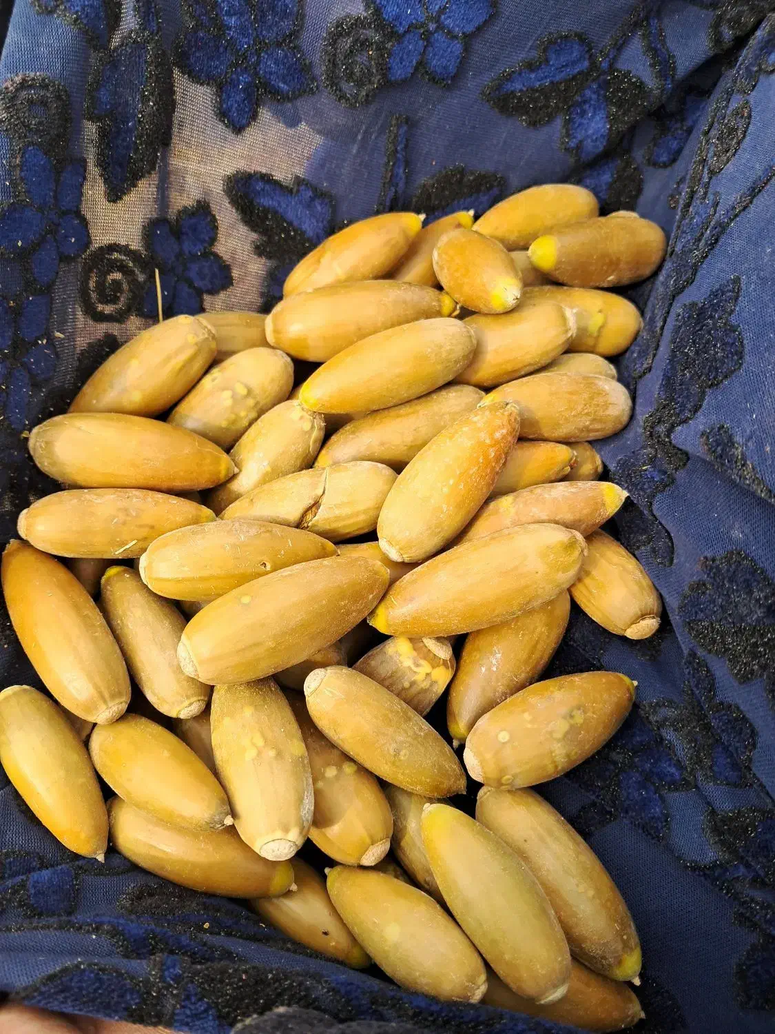 بلوط خوارک دام میش بز گاو|حیوانات مزرعه|دیشموک, |دیوار