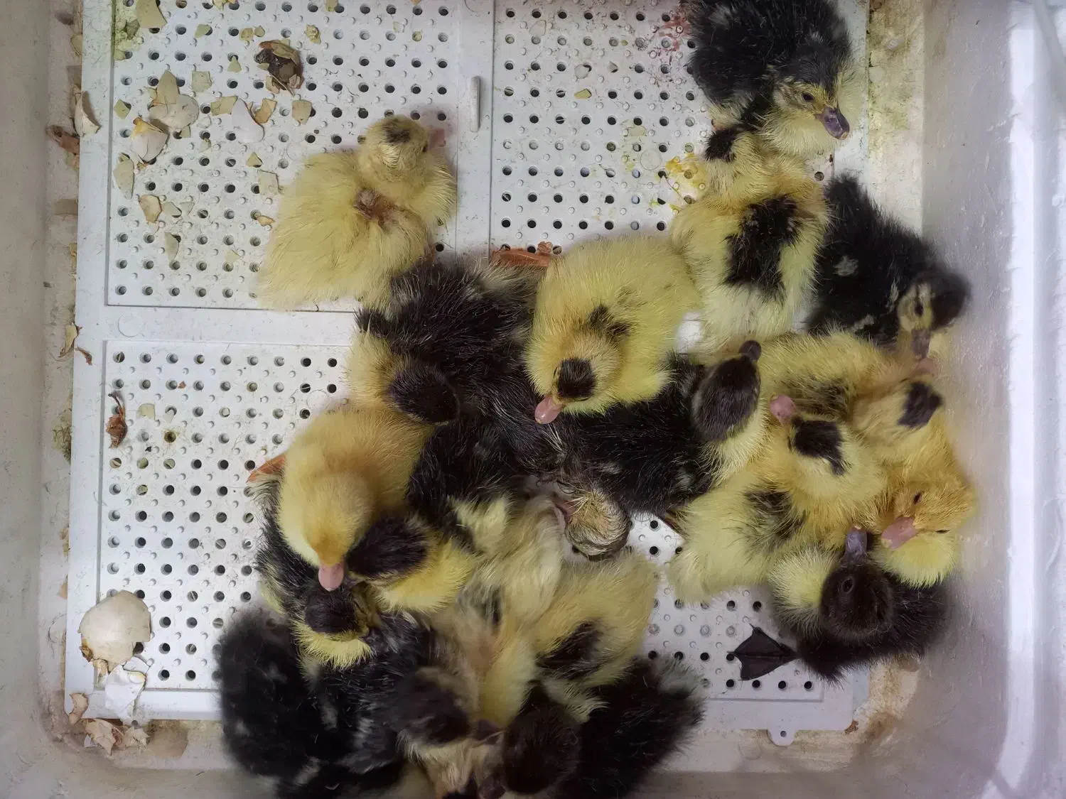 تخم نطفه دار اردک محلی و روسی برای جوجه کشی|حیوانات مزرعه|رشت, حومه رشت|دیوار