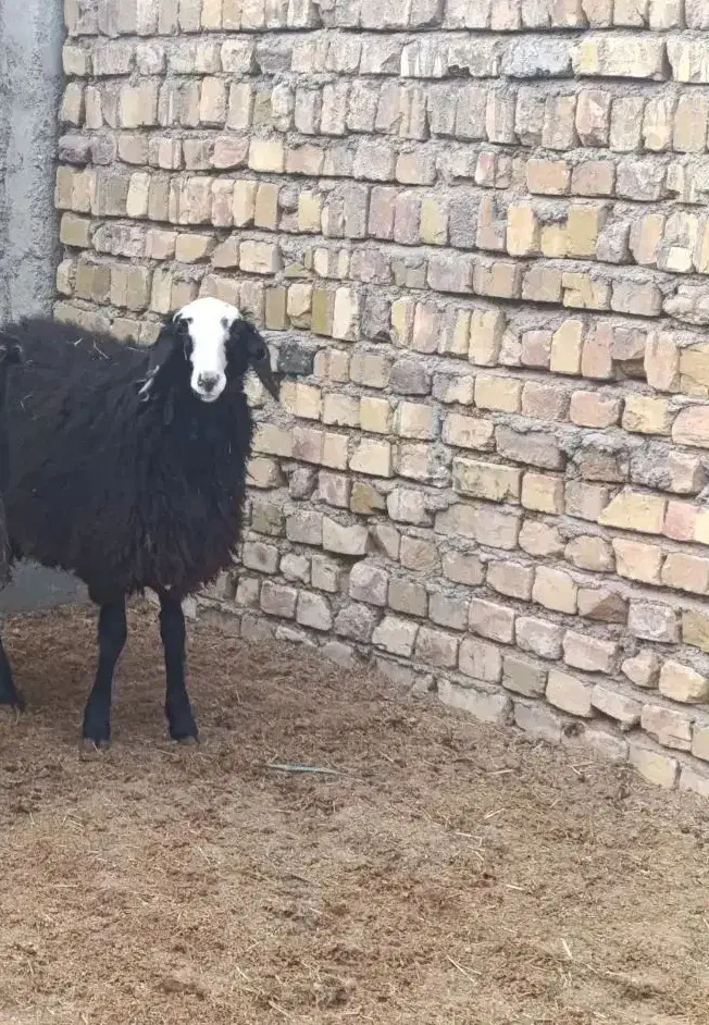 بره ماده ناب شال|حیوانات مزرعه|تاکستان, |دیوار