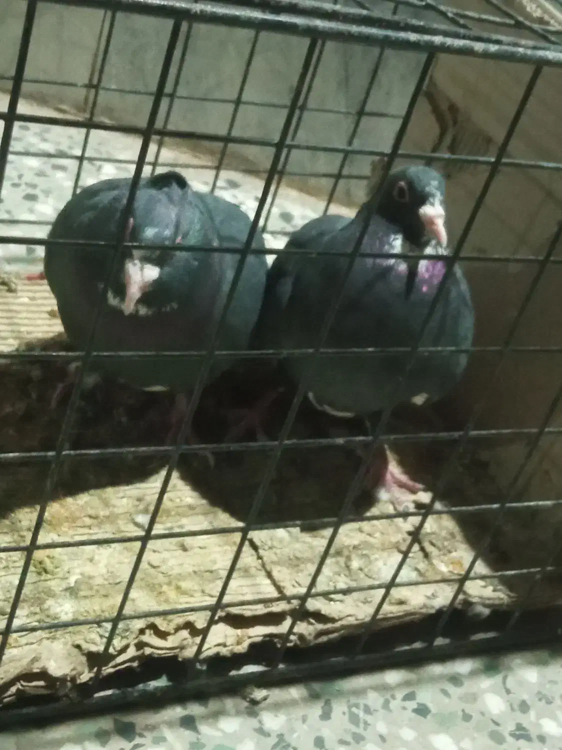 خریدارفقدتماس|پرنده|زرند, |دیوار