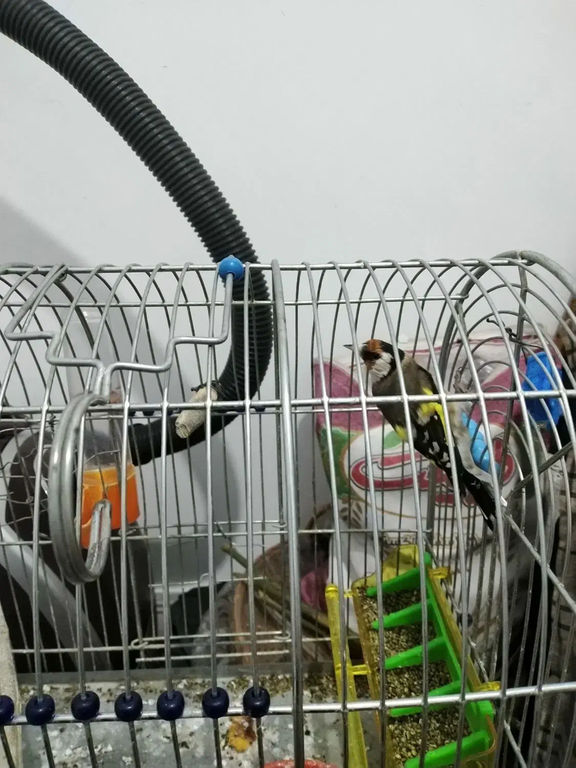 سهره زیبا|پرنده|کرمانشاه, |دیوار