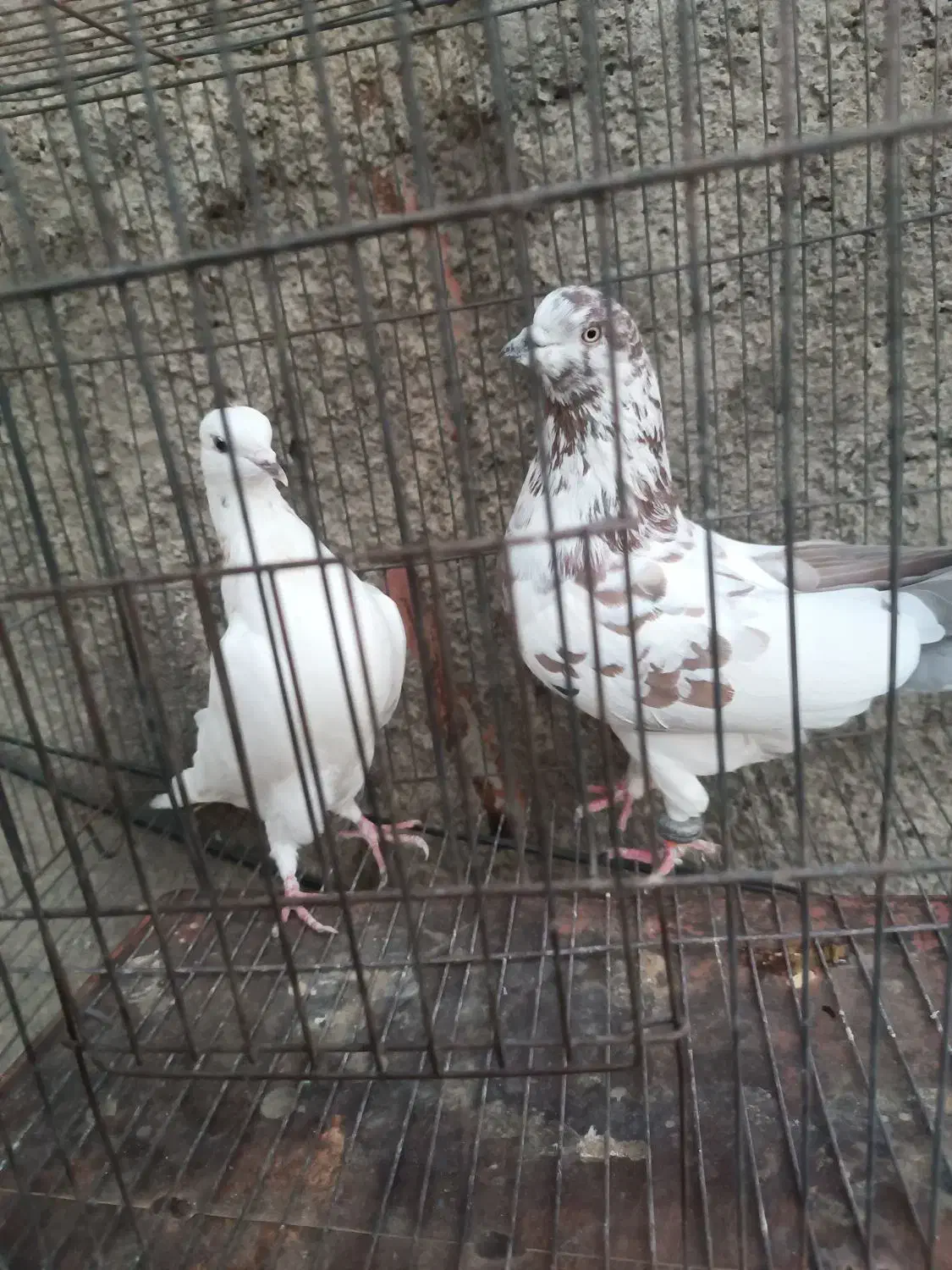 کبوتر|پرنده|الشتر, |دیوار