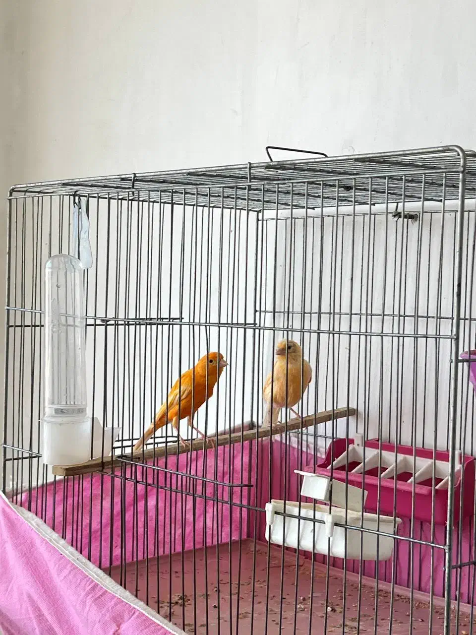 فروش قناری های پرورشگاه|پرنده|قیدار, |دیوار