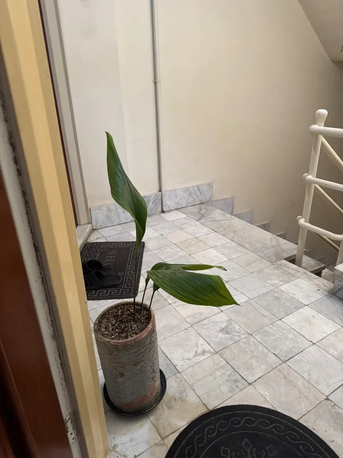 سه عدد گلدان ۵۰۰ مقطوع|گل و گیاه طبیعی|مشهد, چهارچشمه|دیوار