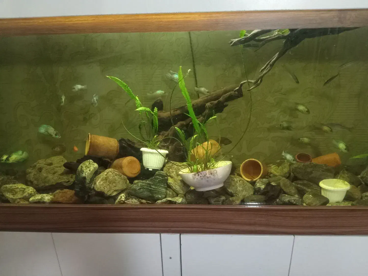 آکواریوم|ماهی|ارومیه, |دیوار