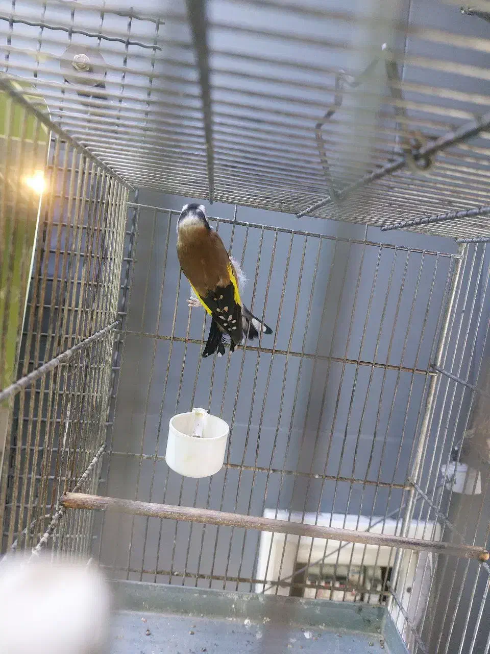 ماده|پرنده|تهران, دانشگاه شریف|دیوار